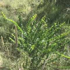 Acacia pravissima at Rendezvous Creek, ACT - 10 Jan 2022