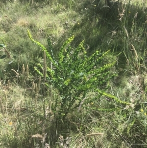 Acacia pravissima at Rendezvous Creek, ACT - 10 Jan 2022 10:32 AM