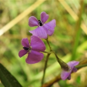 Glycine clandestina at Paddys River, ACT - 14 Jan 2022 12:29 PM