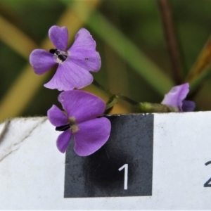 Glycine clandestina at Paddys River, ACT - 14 Jan 2022