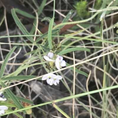 Glycine clandestina (Twining Glycine) at Namadgi National Park - 9 Jan 2022 by Tapirlord