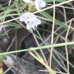 Glycine clandestina at Rendezvous Creek, ACT - 10 Jan 2022 10:34 AM