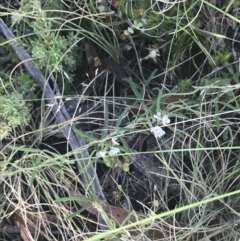 Glycine clandestina at Rendezvous Creek, ACT - 10 Jan 2022