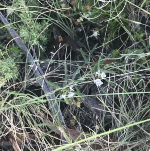 Glycine clandestina at Rendezvous Creek, ACT - 10 Jan 2022 10:34 AM