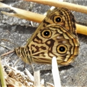 Geitoneura acantha at Paddys River, ACT - 14 Jan 2022 12:31 PM