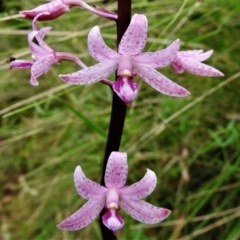 Dipodium roseum (Rosy hyacinth orchid) at Paddys River, ACT - 14 Jan 2022 by JohnBundock