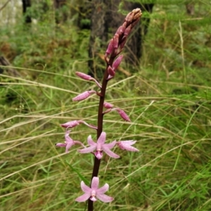 Dipodium roseum at Paddys River, ACT - 14 Jan 2022