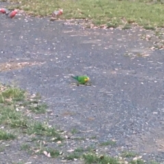 Polytelis swainsonii (Superb Parrot) at Bruce, ACT - 14 Jan 2022 by lcodonnell