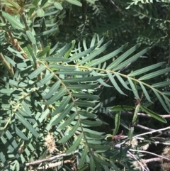 Polyscias sambucifolia subsp. Short leaflets (V.Stajsic 196) Vic. Herbarium (Elderberry Panax, Ornamental Ash, Elderberry Ash) at Namadgi National Park - 9 Jan 2022 by Tapirlord