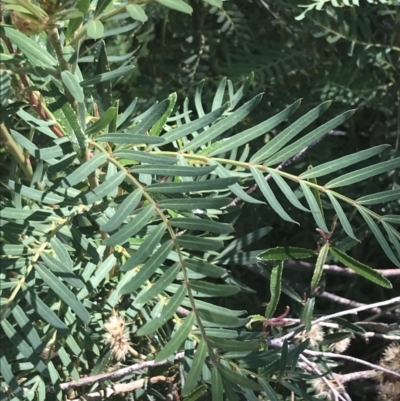 Polyscias sambucifolia subsp. Short leaflets (V.Stajsic 196) Vic. Herbarium (Elderberry Panax, Ornamental Ash, Elderberry Ash) at Namadgi National Park - 9 Jan 2022 by Tapirlord