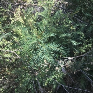 Polyscias sambucifolia subsp. Short leaflets (V.Stajsic 196) Vic. Herbarium at Rendezvous Creek, ACT - 10 Jan 2022