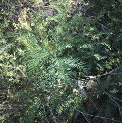 Polyscias sambucifolia subsp. Short leaflets (V.Stajsic 196) Vic. Herbarium at Rendezvous Creek, ACT - 10 Jan 2022