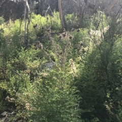 Cirsium vulgare (Spear Thistle) at Namadgi National Park - 9 Jan 2022 by Tapirlord