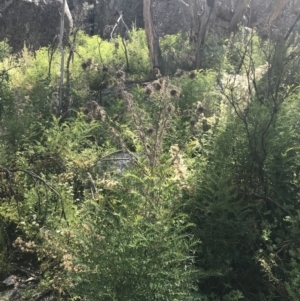 Cirsium vulgare at Rendezvous Creek, ACT - 10 Jan 2022