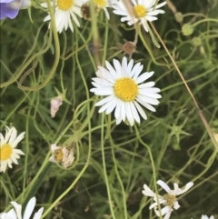 Brachyscome aculeata (Hill Daisy) at Rendezvous Creek, ACT - 10 Jan 2022 by Tapirlord