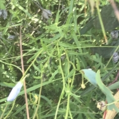 Brachyscome aculeata at Rendezvous Creek, ACT - 10 Jan 2022 10:40 AM