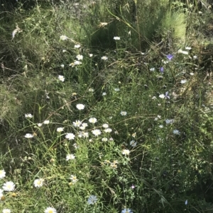 Brachyscome aculeata at Rendezvous Creek, ACT - 10 Jan 2022