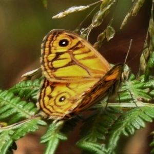 Geitoneura acantha at Paddys River, ACT - 14 Jan 2022 02:09 PM