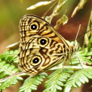 Geitoneura acantha at Paddys River, ACT - 14 Jan 2022