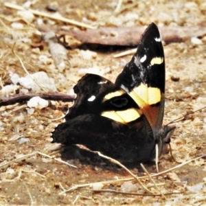 Vanessa itea at Paddys River, ACT - 14 Jan 2022 02:24 PM