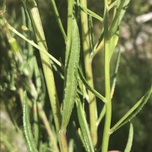 Senecio interpositus at Rendezvous Creek, ACT - 10 Jan 2022 10:43 AM