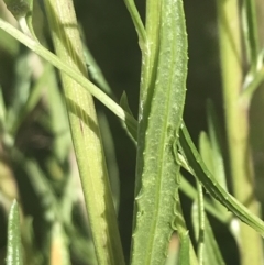 Senecio interpositus at Rendezvous Creek, ACT - 10 Jan 2022 10:43 AM