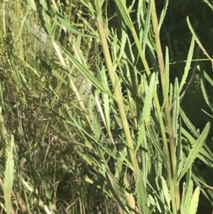 Senecio interpositus at Rendezvous Creek, ACT - 10 Jan 2022 10:43 AM