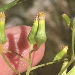 Senecio interpositus at Rendezvous Creek, ACT - 10 Jan 2022 10:43 AM