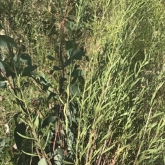 Senecio interpositus at Rendezvous Creek, ACT - 10 Jan 2022