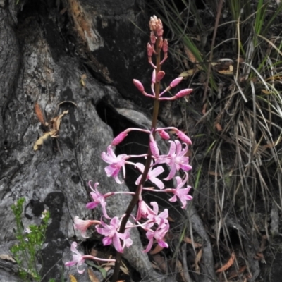Dipodium roseum (Rosy Hyacinth Orchid) at Tidbinbilla Nature Reserve - 14 Jan 2022 by JohnBundock