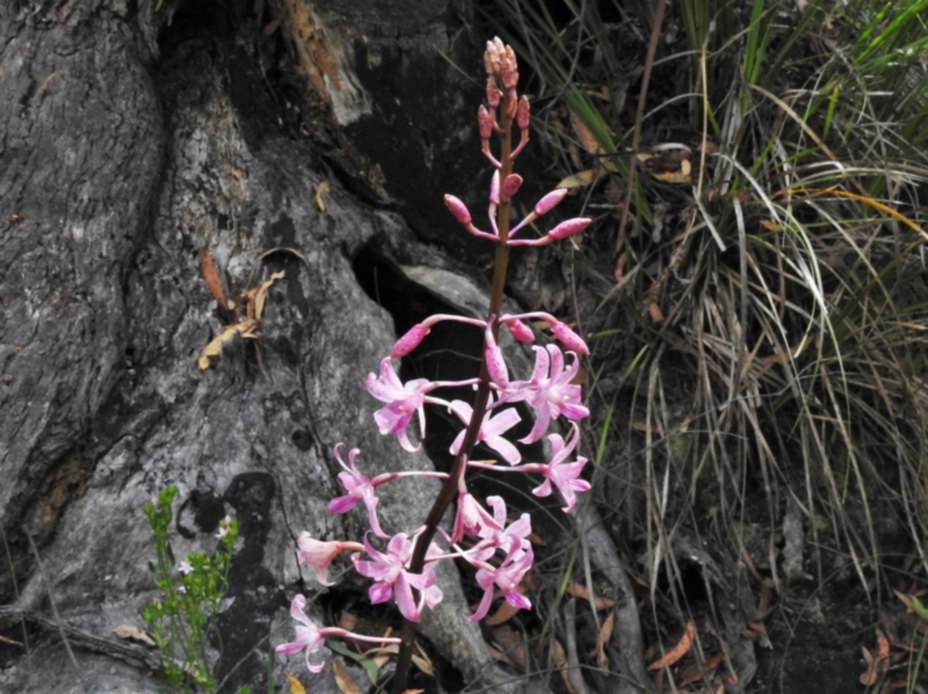 Dipodium roseum at Paddys River, ACT - 14 Jan 2022