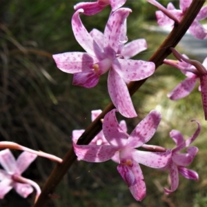 Dipodium roseum at Paddys River, ACT - 14 Jan 2022