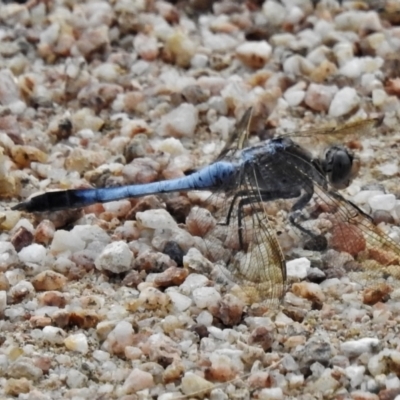 Orthetrum caledonicum (Blue Skimmer) at Tidbinbilla Nature Reserve - 14 Jan 2022 by JohnBundock