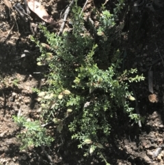 Mirbelia oxylobioides (Mountain Mirbelia) at Rendezvous Creek, ACT - 10 Jan 2022 by Tapirlord
