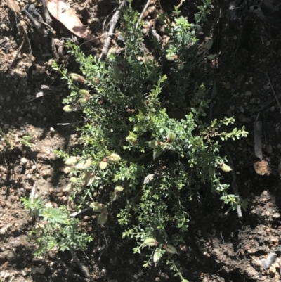 Mirbelia oxylobioides (Mountain Mirbelia) at Rendezvous Creek, ACT - 10 Jan 2022 by Tapirlord