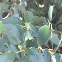 Eucalyptus stellulata (Black Sally) at Rendezvous Creek, ACT - 10 Jan 2022 by Tapirlord