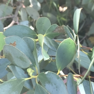 Eucalyptus stellulata at Rendezvous Creek, ACT - 10 Jan 2022 10:45 AM