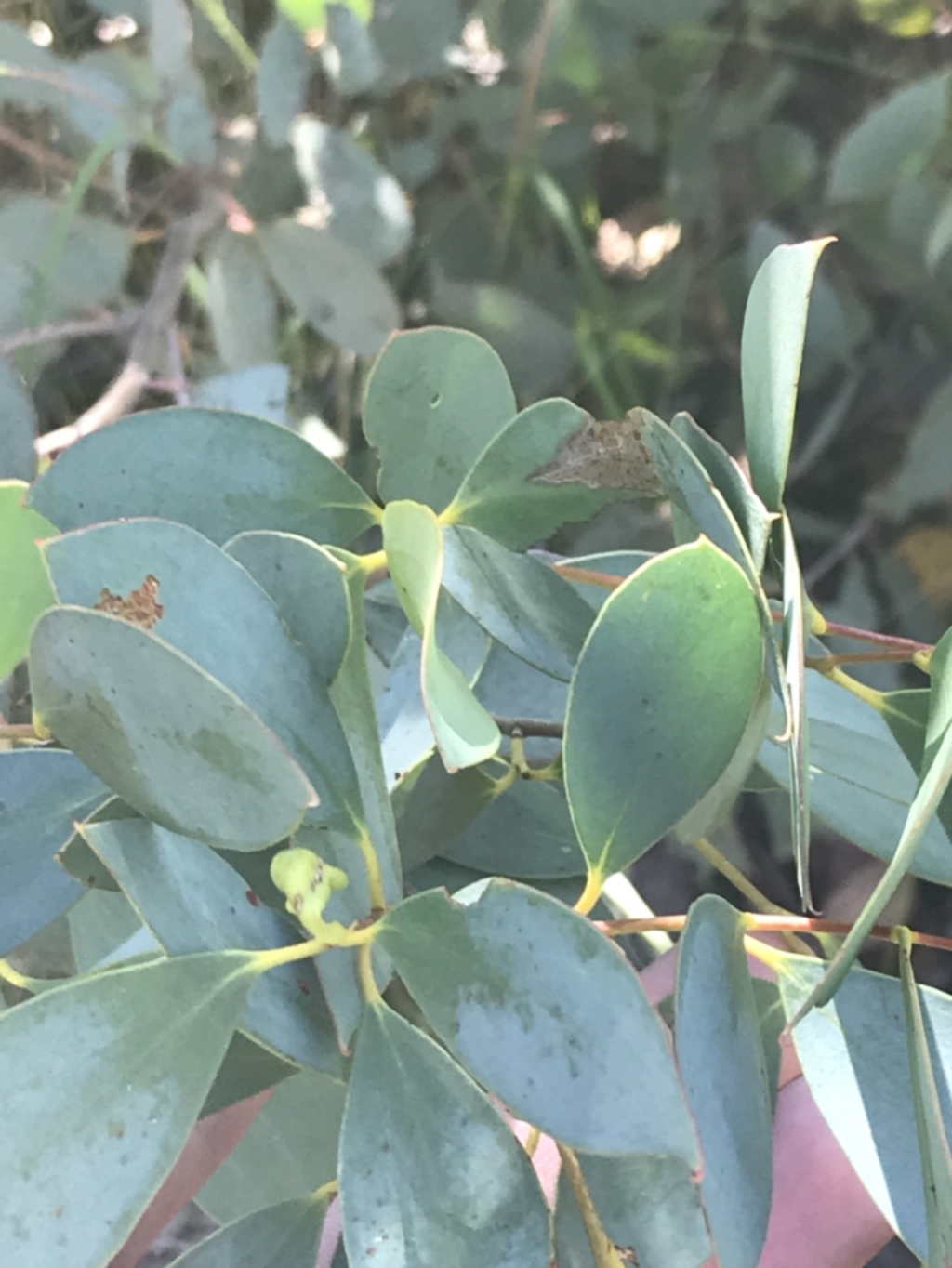 Eucalyptus stellulata at Rendezvous Creek, ACT - 10 Jan 2022