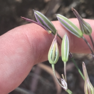 Thysanotus tuberosus subsp. tuberosus (Common Fringe-lily) at Rendezvous Creek, ACT - 10 Jan 2022 by Tapirlord