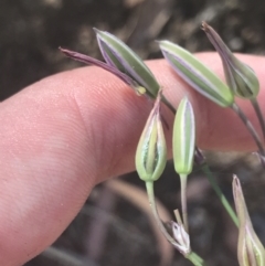 Thysanotus tuberosus subsp. tuberosus (Common Fringe-lily) at Rendezvous Creek, ACT - 9 Jan 2022 by Tapirlord