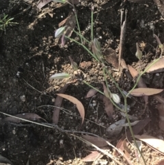 Thysanotus tuberosus subsp. tuberosus at Rendezvous Creek, ACT - 10 Jan 2022