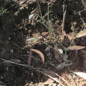 Thysanotus tuberosus subsp. tuberosus at Rendezvous Creek, ACT - 10 Jan 2022