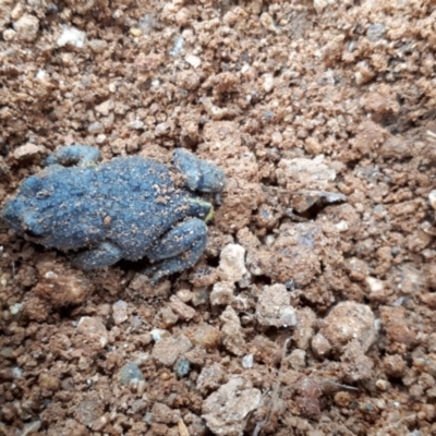 Pseudophryne bibronii (Brown Toadlet) at Yaouk, NSW - 13 Dec 2021 by JARS