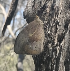 Heteronympha merope (Common Brown Butterfly) at Namadgi National Park - 9 Jan 2022 by Tapirlord