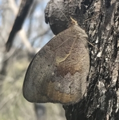 Heteronympha merope at Rendezvous Creek, ACT - 10 Jan 2022