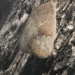 Heteronympha merope at Rendezvous Creek, ACT - 10 Jan 2022