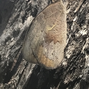 Heteronympha merope at Rendezvous Creek, ACT - 10 Jan 2022