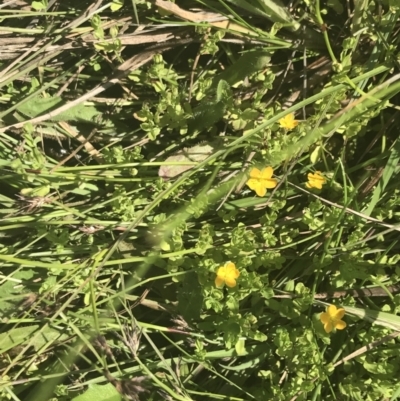 Hypericum japonicum (Creeping St John's Wort) at Namadgi National Park - 10 Jan 2022 by Tapirlord