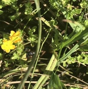 Hypericum japonicum at Rendezvous Creek, ACT - 10 Jan 2022