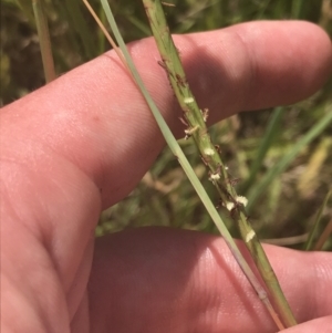 Hemarthria uncinata at Rendezvous Creek, ACT - 10 Jan 2022